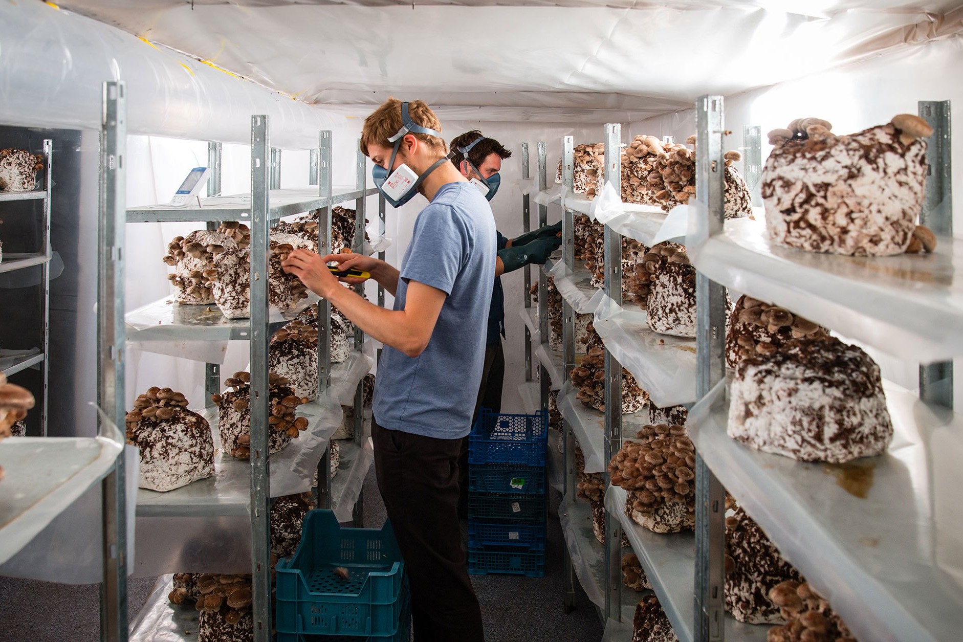 Le Champignon De Bruxelles mushroom farming