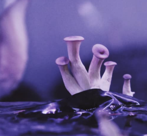Pad en Stoel young Oyster mushroom