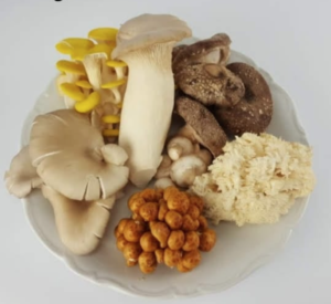 Pad en Stoel mushrooms 12 steps to farming