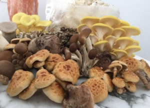 Pad en Stoel Mushrooms paddenstoelen