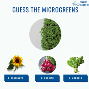 ARUGULA 12 steps to farming smart farmers microgreens