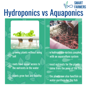 12 steps to farming Smart Farmers Hydroponics vs aquaponics