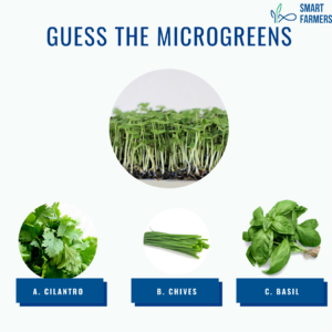 BASIL 12 steps to farming smart farmers microgreens